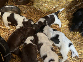 6 cocker spaniel puppies