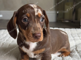 Miniature dachshund