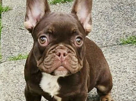 2 male French bulldog puppies
