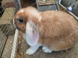 Female mini lop
