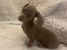 REDUCED LAST 3 TO GO  very small miniature dachshund
