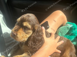9 week old cocker spaniel