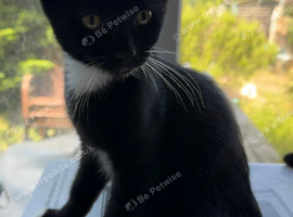 2 Adorable Tuxedo Kittens &ndash; 14 Weeks Old & Ready to Go