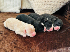 F1 cavapoos