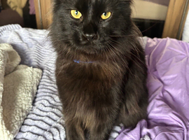 Male Maine coon