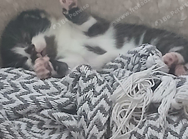 5 beautiful fluffy kittens looking for loving homes