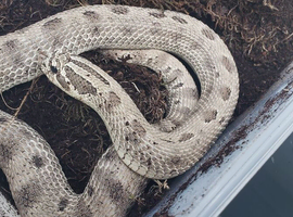 Breeding pair of hognoses Axanthic Condas Het Stormcloud Toxic & Snow CB23