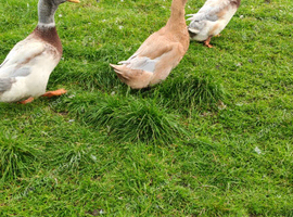 Ducks