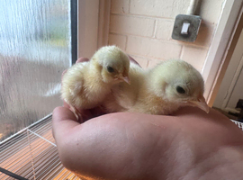 Pure Light Sussex bantam chicks
