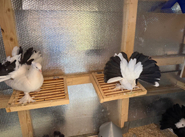 Beautiful Young Pair of Tail Marks Looking for a New Home