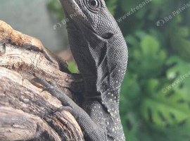 Black Tree Monitor at Birmingham Reptiles