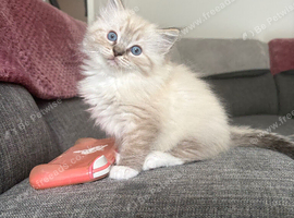 1 girl ragdoll kitten