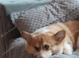 Full KC,4 yr old corgi girl