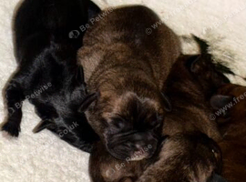 5 Beautiful French Bulldog puppies