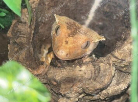 Crested gecko free