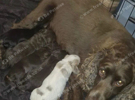 4 beautiful cockapoo girls for sale