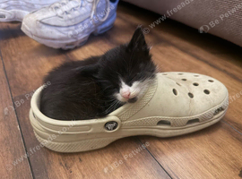 Maine coon kittens for sale
