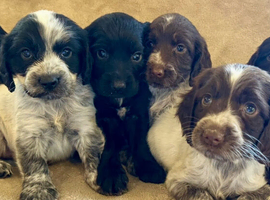 Cocker spaniel puppies