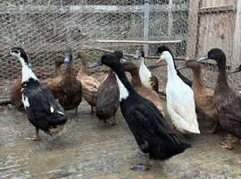 Runner Ducks for sale