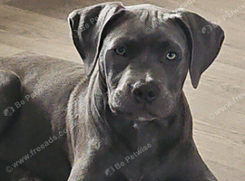 Stunning girl for sale