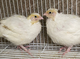 White jumbo quails