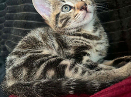 8 week old male tabby kitten