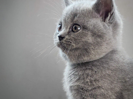 British blue short hair kitten