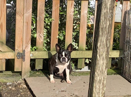 Adult boston