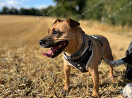 Patterdale X looking for forever home