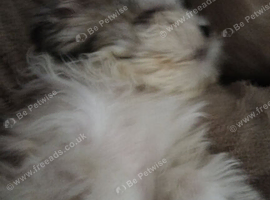 16 year old Cava-Tzu looking for a forever home