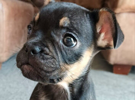 Frenchie puppy for sale