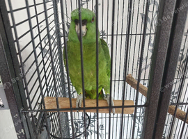 Yellow naped Amazon