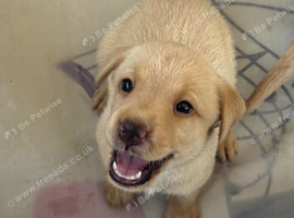 Adorable KC registered pups ready in 2 weeks