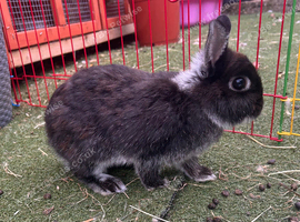 Pure bred Netherland dwarf