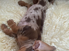 Dachshund puppies