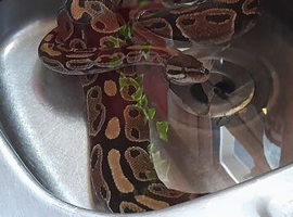 Royal python