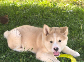 Beautiful AkitaMute for sale