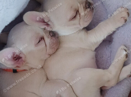 Pure bred French bulldog puppies for sale