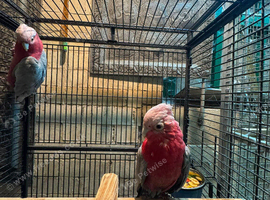Pr galah cockatoos