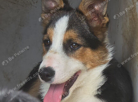 5 month old Collie Pups
