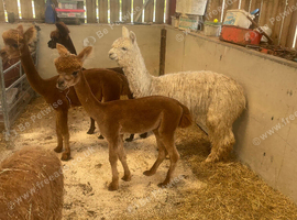 Yearling Alpaca boys