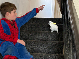 Female cockatoo