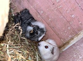 2 baby guin pigs