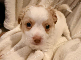 Chihuahua with a drop of Yorkshire terrier