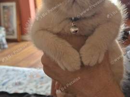 Exotic persian kitten