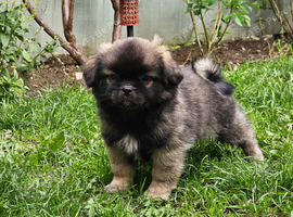 Tibetan Spaniel