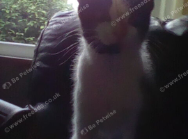 Black and white male 11weeks