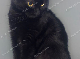 7yo domestic breed female cat