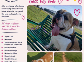 Alfie- Olde English Bulldog