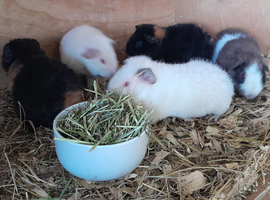 Teddy Guinea Pig Boars